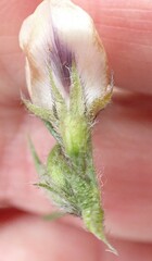 Psoralea floccosa