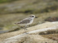 Charadrius peronii