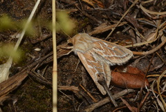 Margelana versicolor