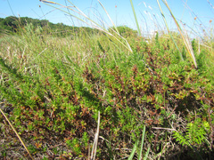 Cliffortia filifolia