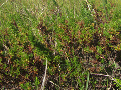 Cliffortia filifolia