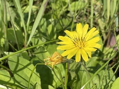 Ixeris japonica