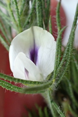 Psoralea floccosa