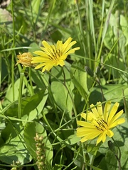 Ixeris japonica