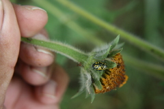 Zygogramma signatipennis