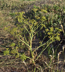 Conium chaerophylloides
