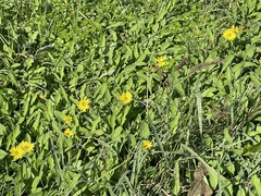 Ixeris japonica