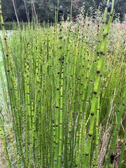 Equisetum laevigatum