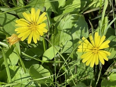 Ixeris japonica