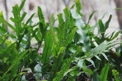 Microsorum pustulatum