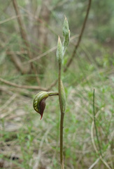 Pterostylis squamata