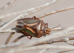 Diaphyta fulvescens