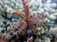 Acaena saccaticupula