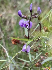 Glycine clandestina