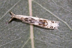 Erechthias mystacinella