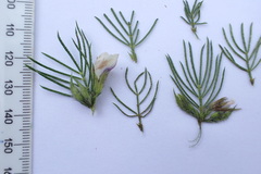 Psoralea floccosa