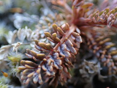Acaena saccaticupula