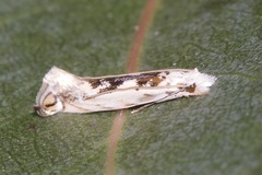 Erechthias mystacinella