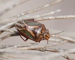 Diaphyta fulvescens