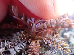 Acaena saccaticupula