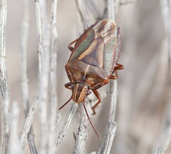 Diaphyta fulvescens