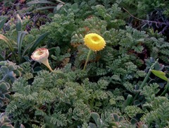 Cotula discolor