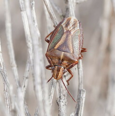 Diaphyta fulvescens