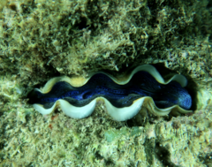 Tridacna crocea