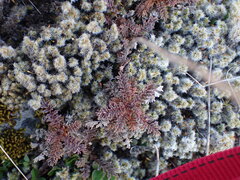 Acaena saccaticupula