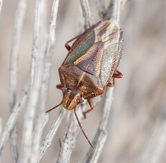 Diaphyta fulvescens
