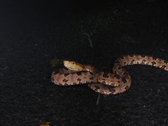 Protobothrops mucrosquamatus