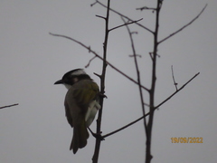 Pycnonotus sinensis formosae