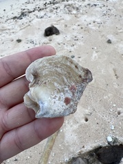 Isognomon