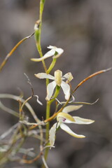 Caladenia cucullata