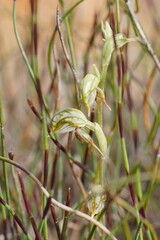 Pterostylis aciculiformis
