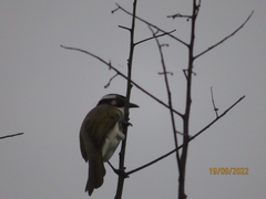 Pycnonotus sinensis formosae