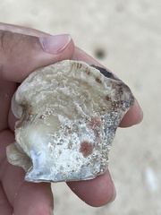Isognomon