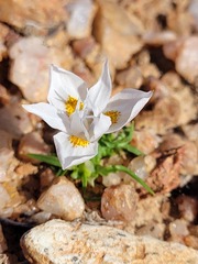 Moraea falcifolia