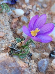 Syringodea longituba