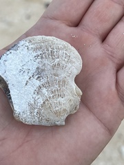 Isognomon