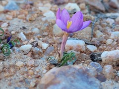Syringodea longituba