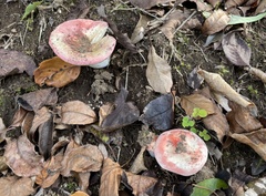 Russula