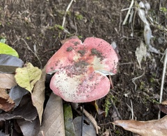 Russula