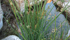 Cyperus laevigatus