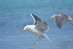 Larus dominicanus dominicanus