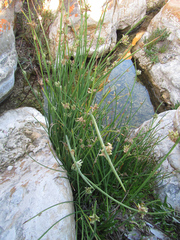 Cyperus laevigatus