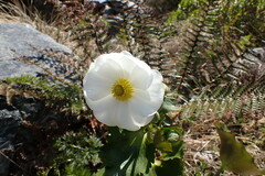 Ranunculus lyallii