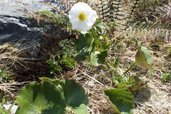 Ranunculus lyallii