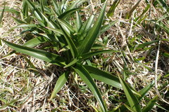 Dolichoglottis scorzoneroides