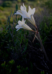 Cyrtanthus loddigesianus